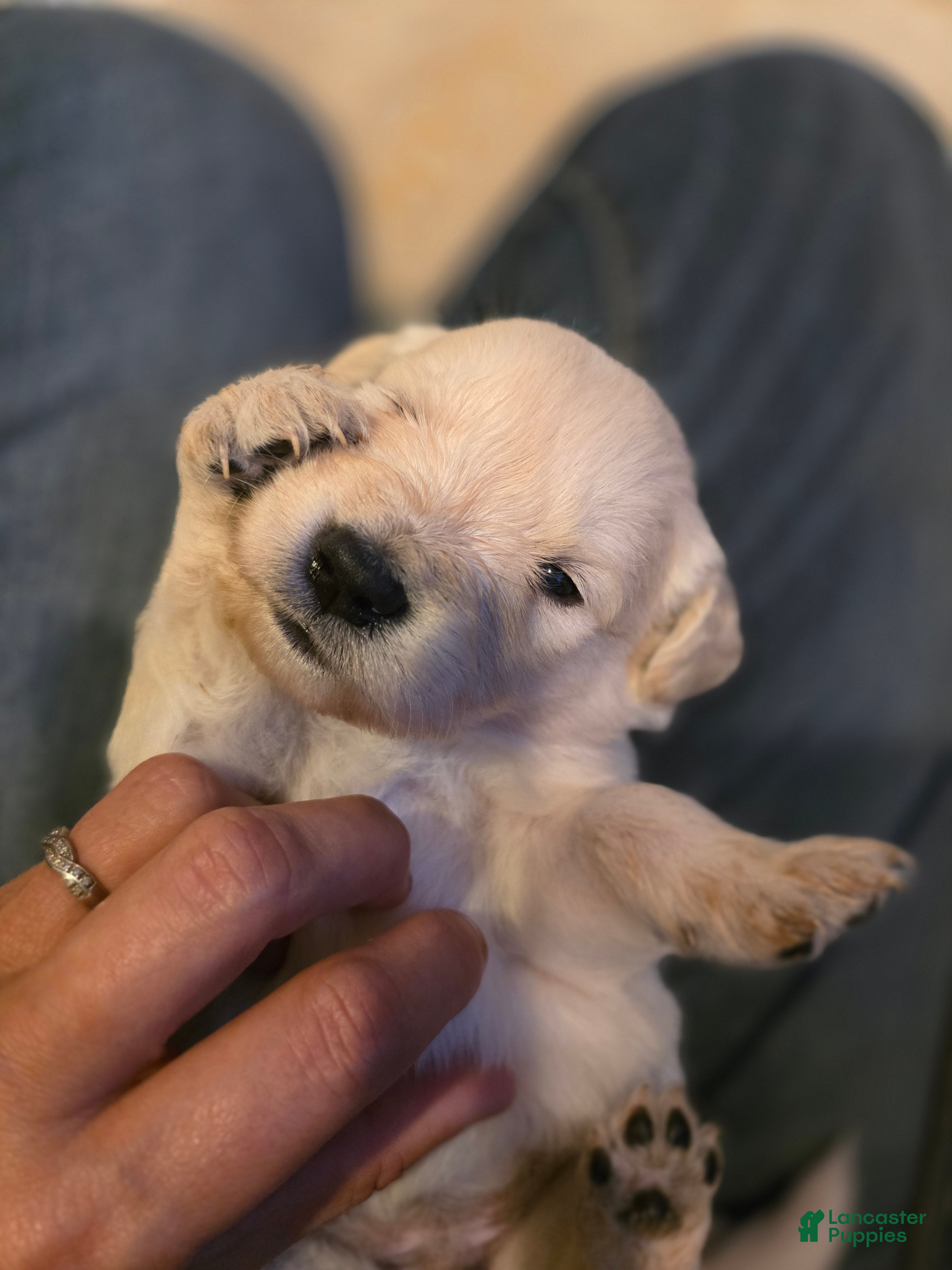Golden Retriever dogs Baby girl Purple - Ad 29