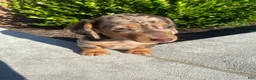 Miniature Dachshund dogs for sale: Otis - Ad 13