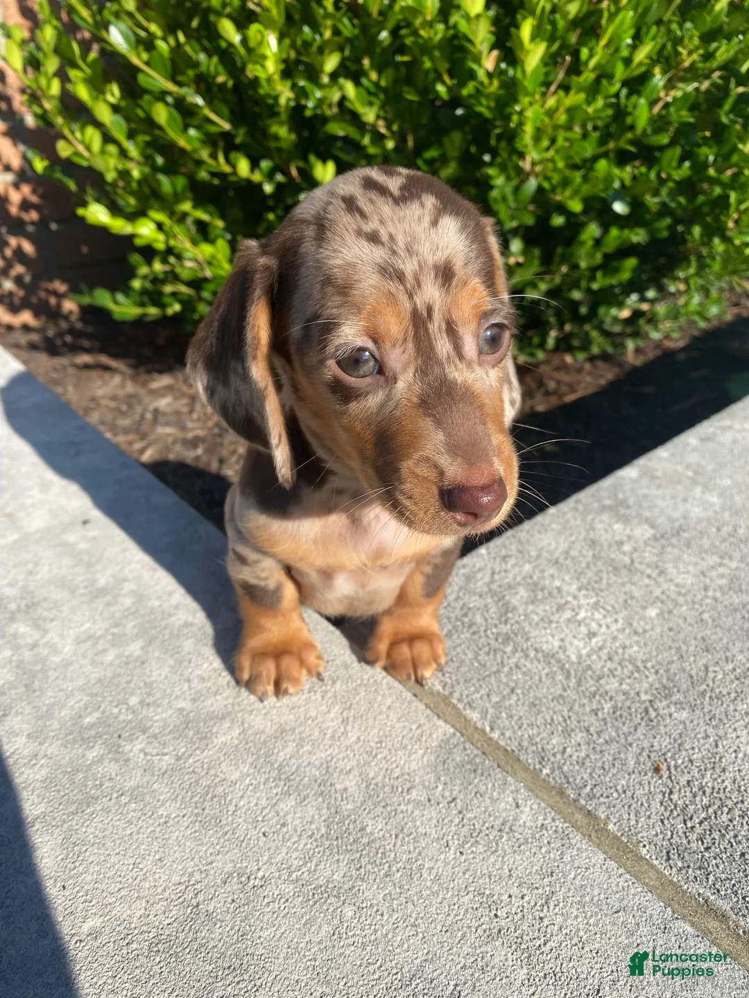 Miniature Dachshund dogs for sale: Otis - Ad 13