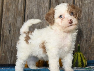 Havapoo dogs - Ad 15