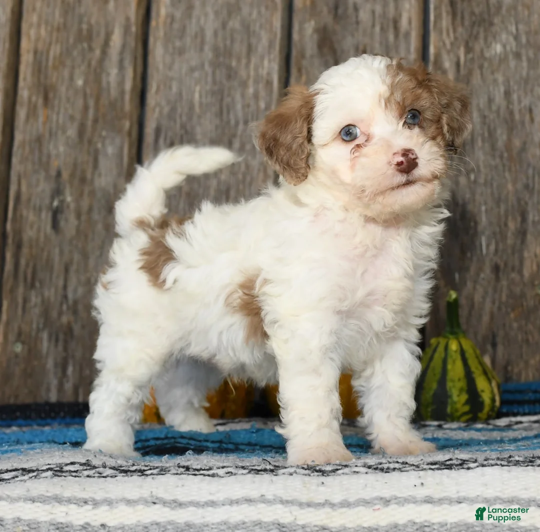 Havapoo dogs for sale: Chester - Ad 1