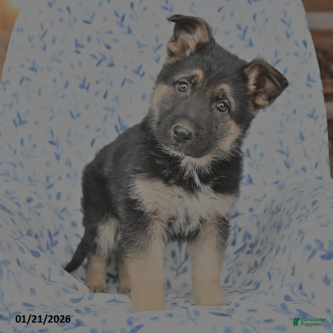 German Shepherd dogs for sale: Lucky - Ad 3
