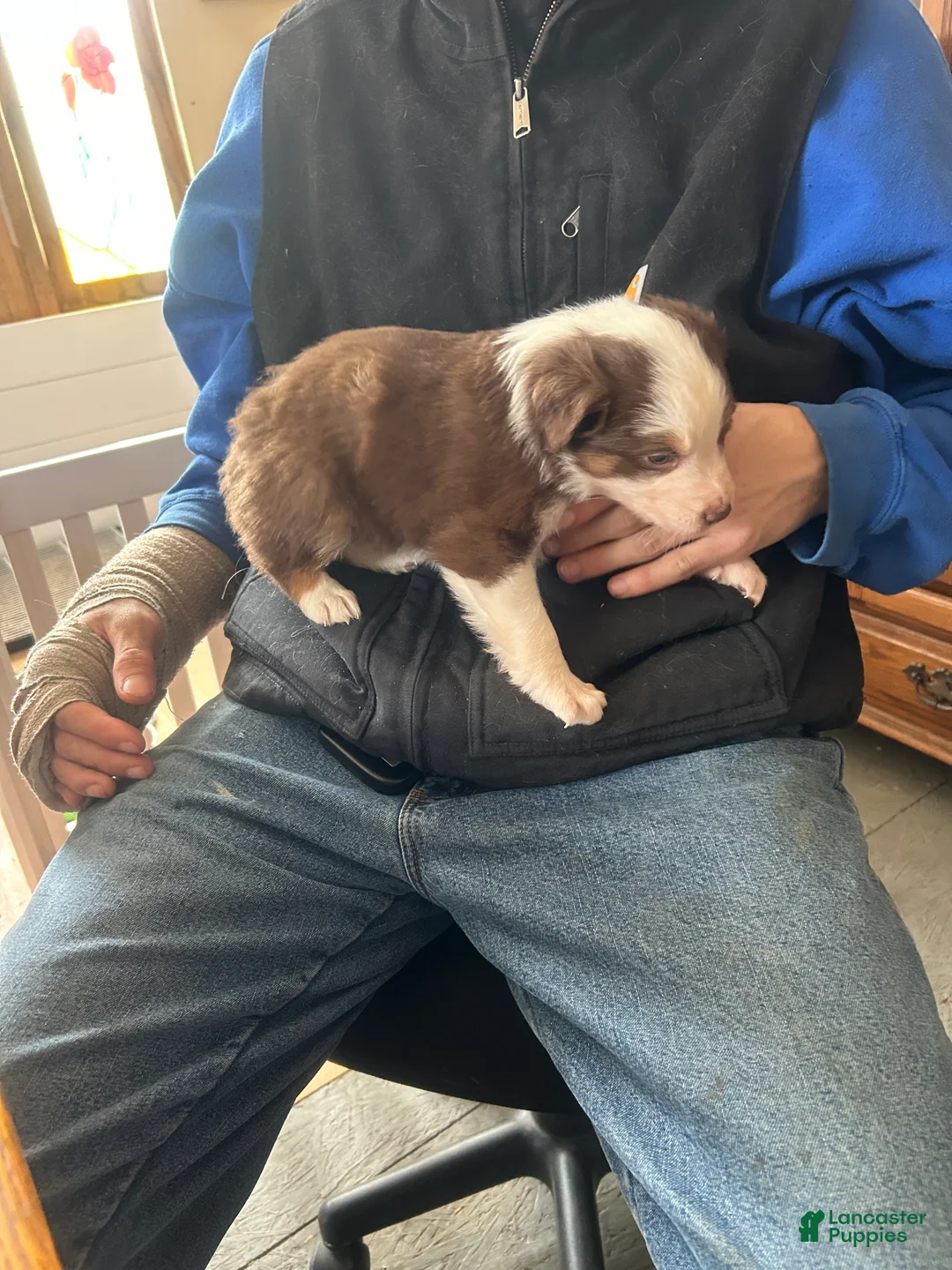 Australian Shepherd dogs for sale: Audrey Mae - Ad 1