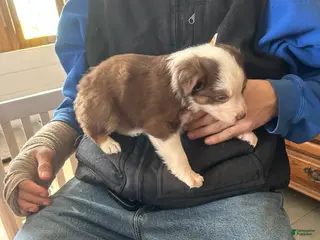 Australian Shepherd dogs Audrey Mae - Ad 21