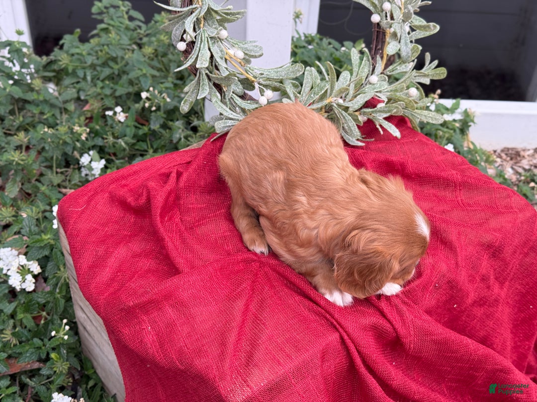 Cavalier King Charles Spaniel dogs for sale: Otis - Ad 8