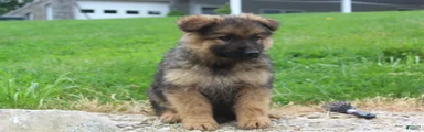 Elvis
