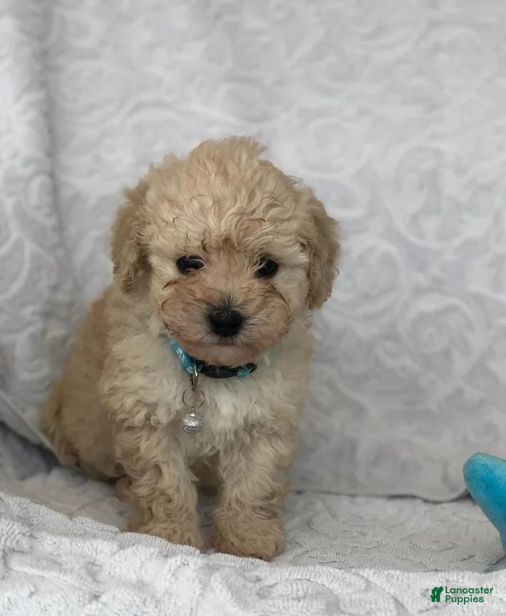 Maltipoo dogs Simon - Ad 20