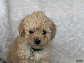 Maltipoo dogs Simon - Ad 20