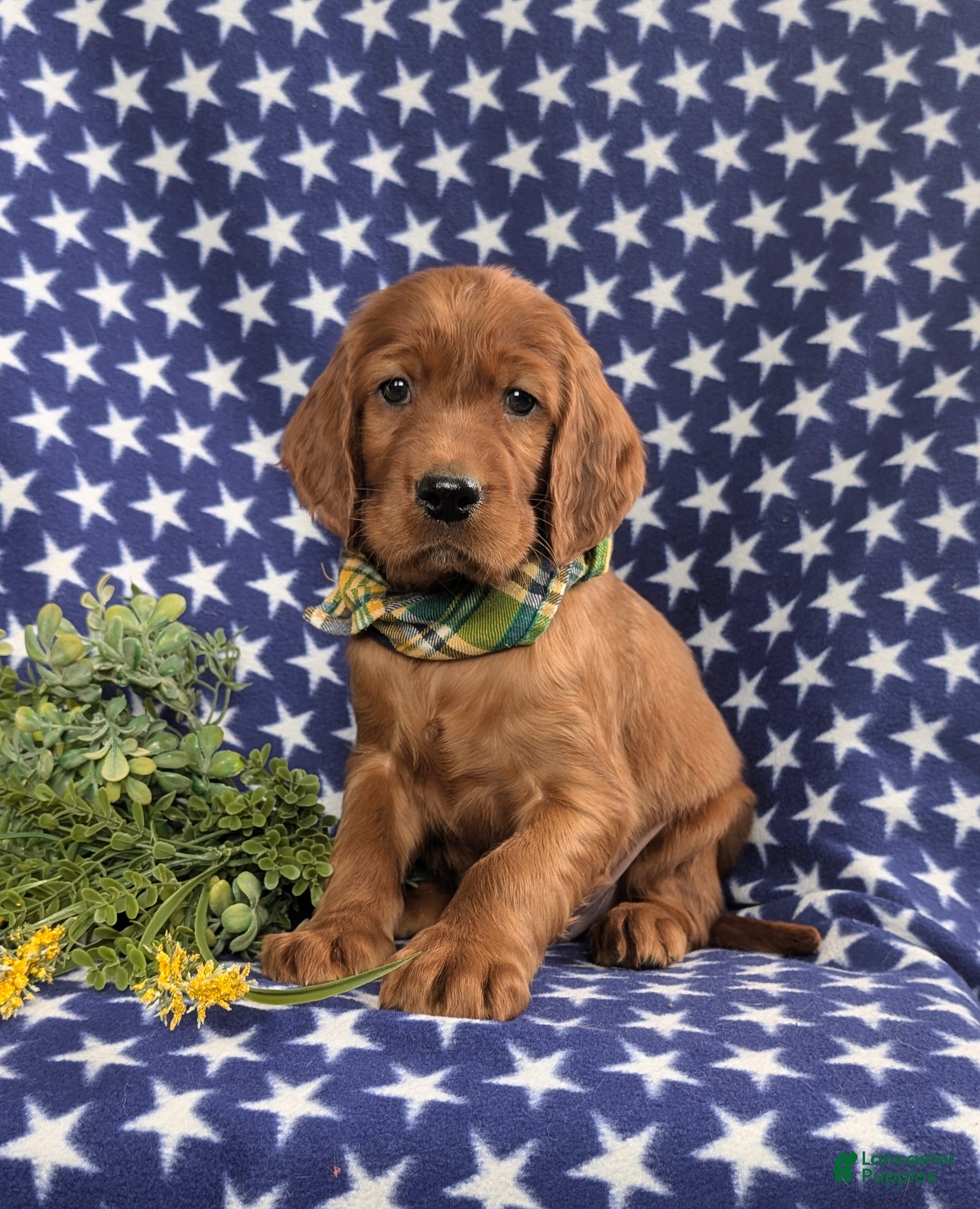 Irish Setter dogs Derek - Ad 2