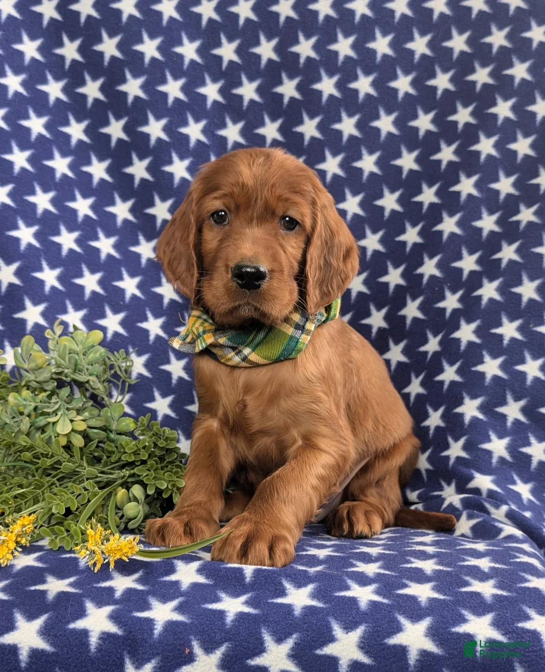 Irish Setter dogs for sale: Derek - Ad 2