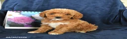 Miniature Poodle dogs for sale: Rosie - Ad 3