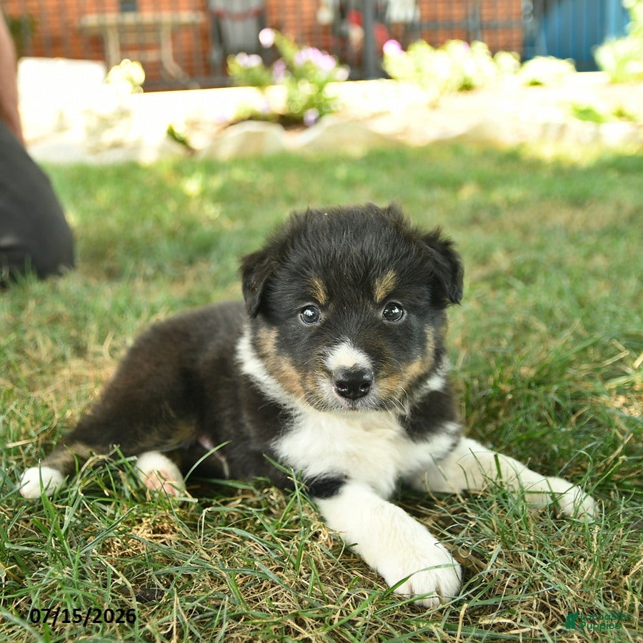 Border Collie dogs Hero  - Ad 2