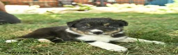 Border Collie dogs for sale: Hero  - Ad 2