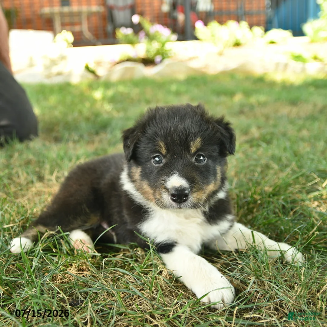 Border Collie dogs for sale: Hero  - Ad 2
