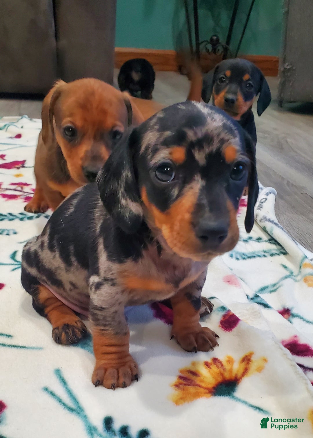 Miniature Dachshund dogs for sale: Timon - Ad 2