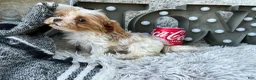 Cavapoo dogs for sale: Acorn - Ad 7