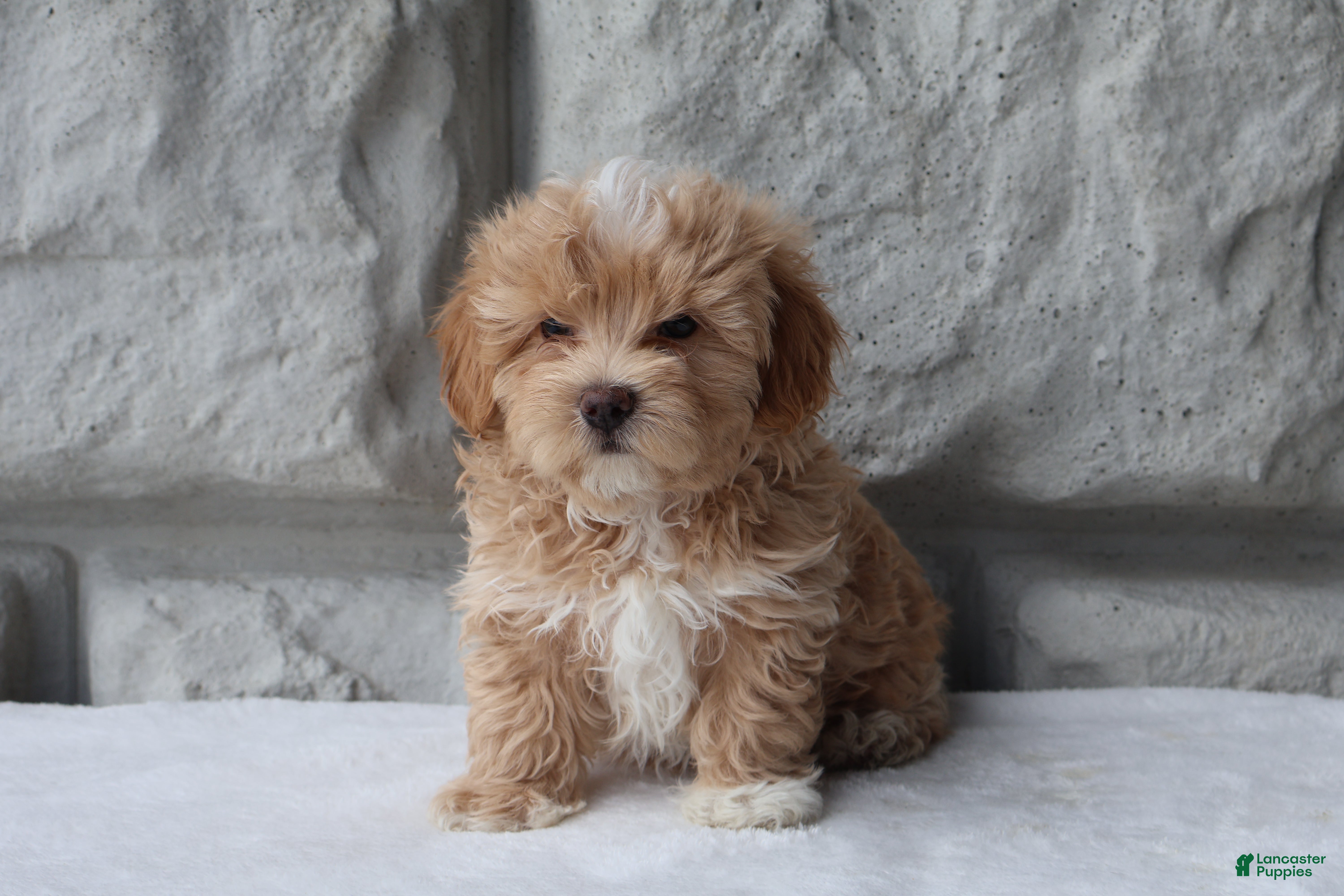 Maltipoo dogs Max - Ad 1