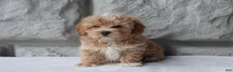 Maltipoo dogs for sale: Max - Ad 1
