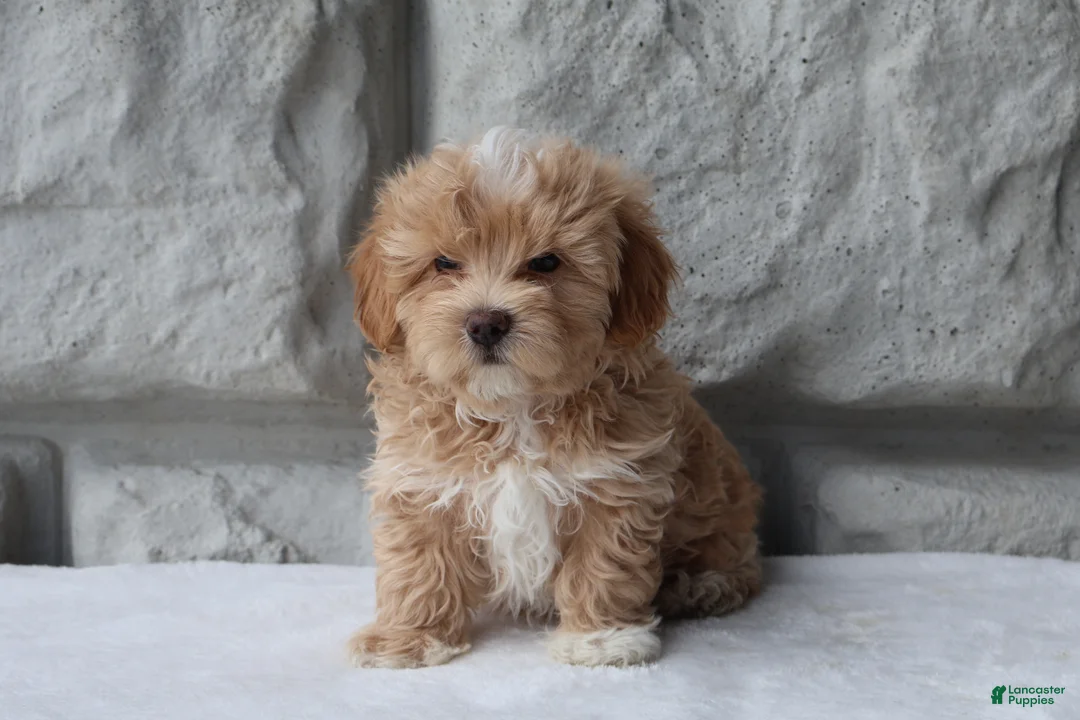 Maltipoo dogs for sale: Max - Ad 1