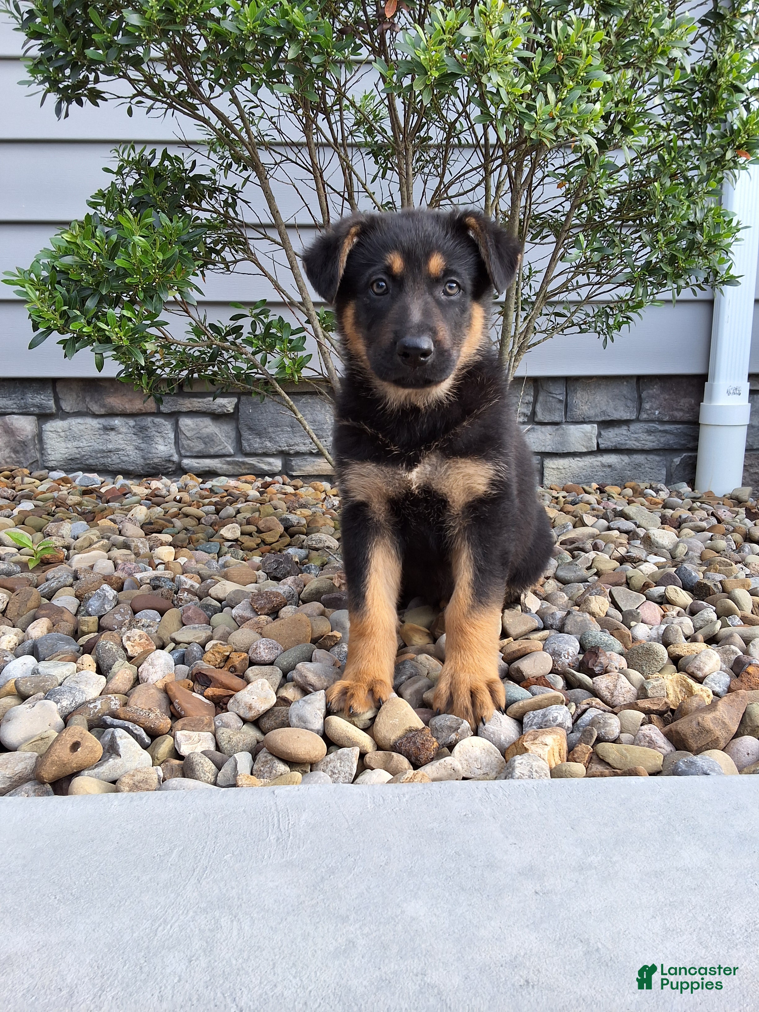 German Shepherd dogs Karl - Ad 1
