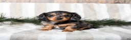 Miniature Dachshund dogs for sale: Cupcake - Ad 1