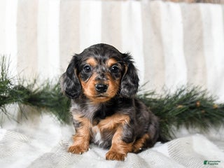 Miniature Dachshund dogs Cupcake - Ad 34