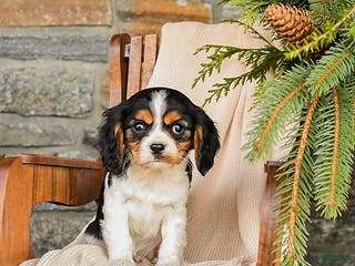 Cavalier King Charles Spaniel dogs Reeses - Ad 34