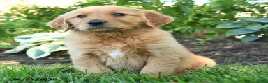Jax