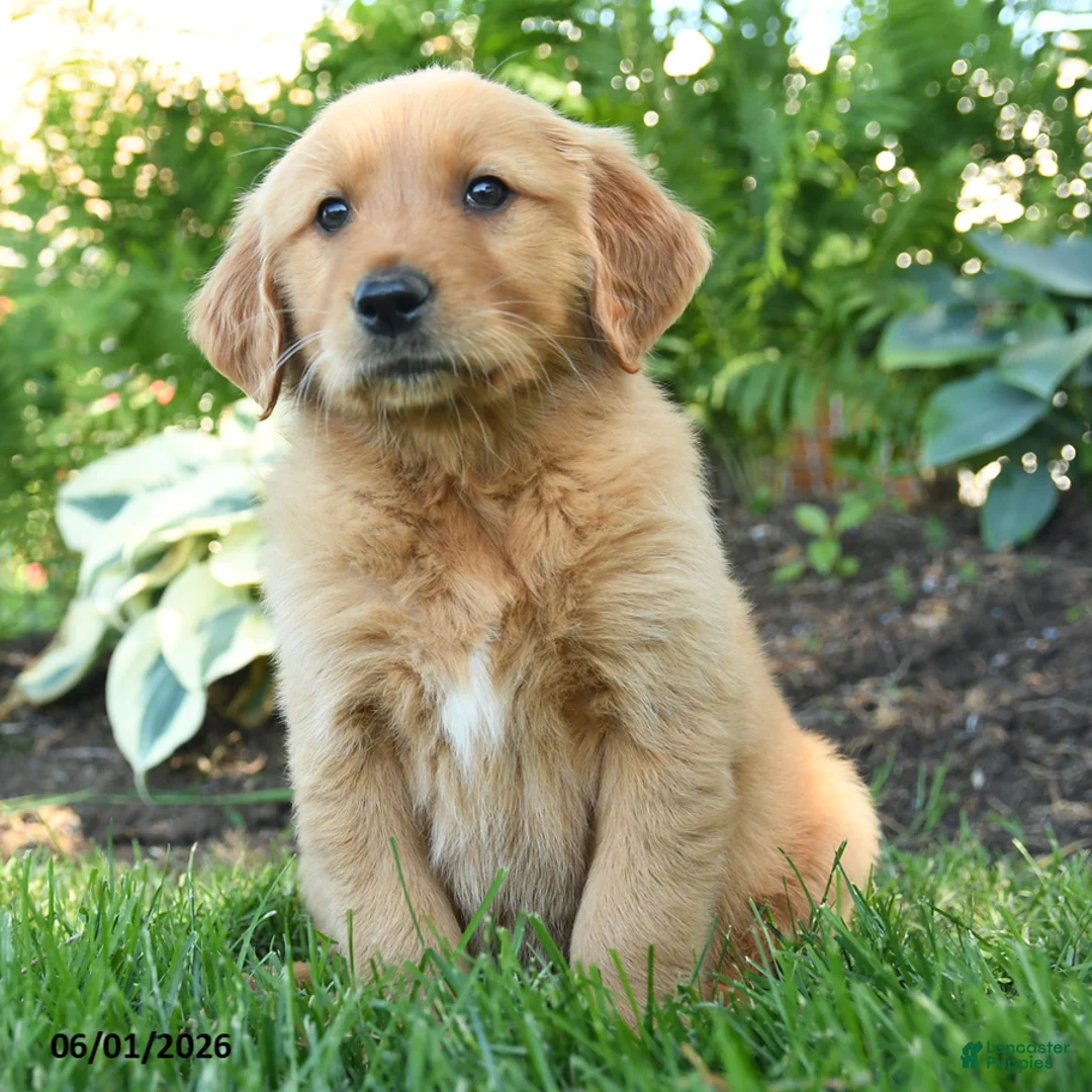 Golden Retriever dogs for sale: Jax - Ad 1