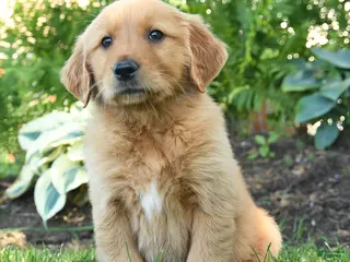Golden Retriever dogs for sale: Jax - Ad 4