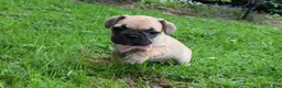 Frug dogs for sale: Monica  - Ad 6
