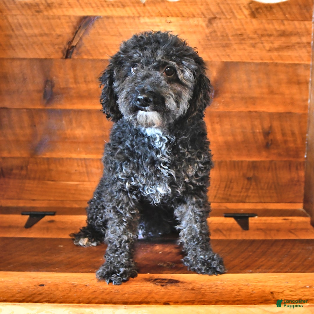 Miniature Poodle dogs for sale: Cotton Ball - Ad 4