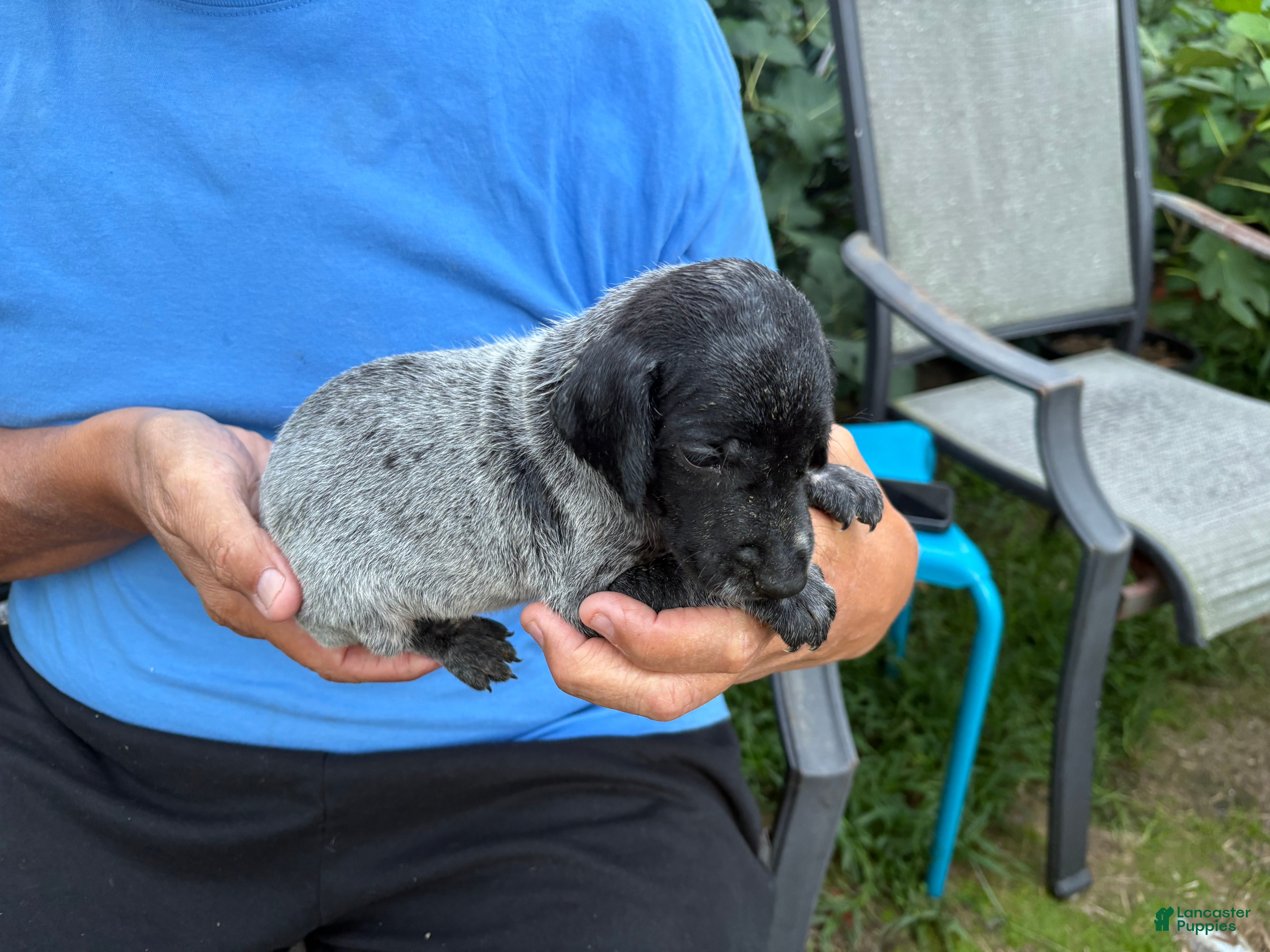 German Shorthaired Pointer dogs German Shorthaired Pointer Male 3 - Ad 2