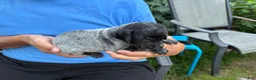 German Shorthaired Pointer dogs for sale: German Shorthaired Pointer Male 3 - Ad 2