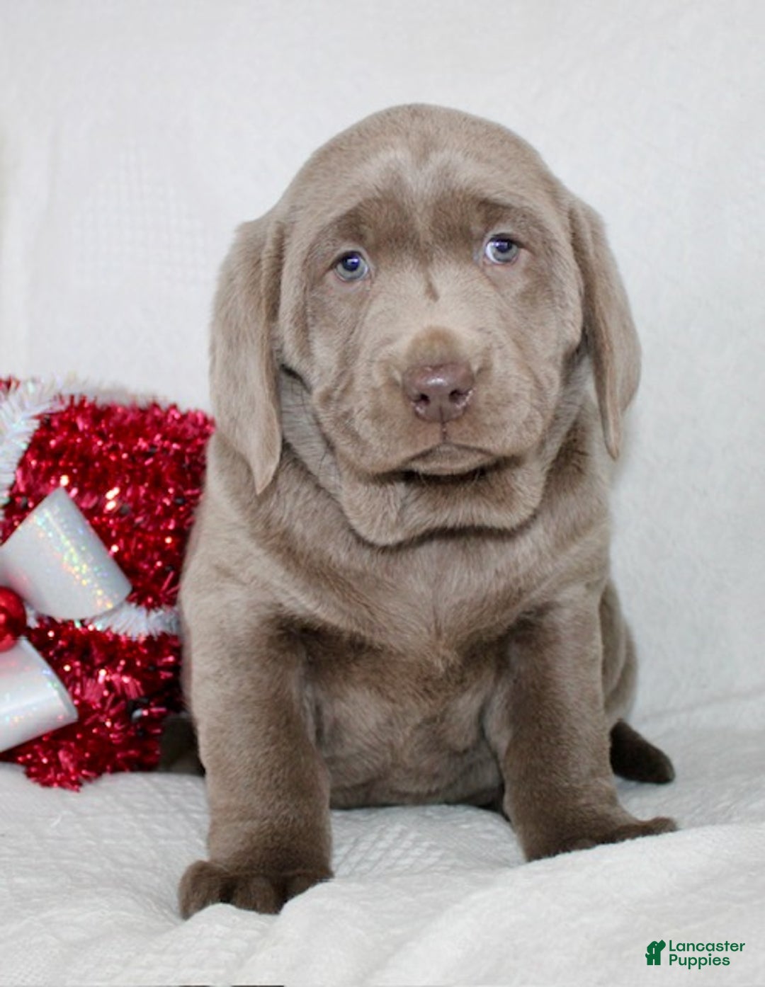 Labrador Retriever dogs for sale: Ribsy - Ad 2