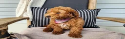 Mini Bernedoodle dogs for sale: Blake - Ad 7