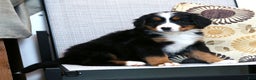 Bernese Mountain Dog dogs for sale: Jenny - Ad 6