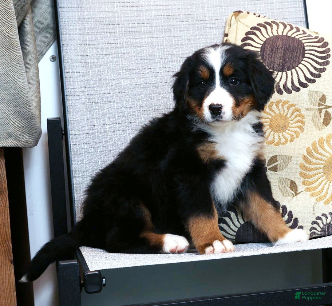 Bernese Mountain Dog dogs for sale: Jenny - Ad 6