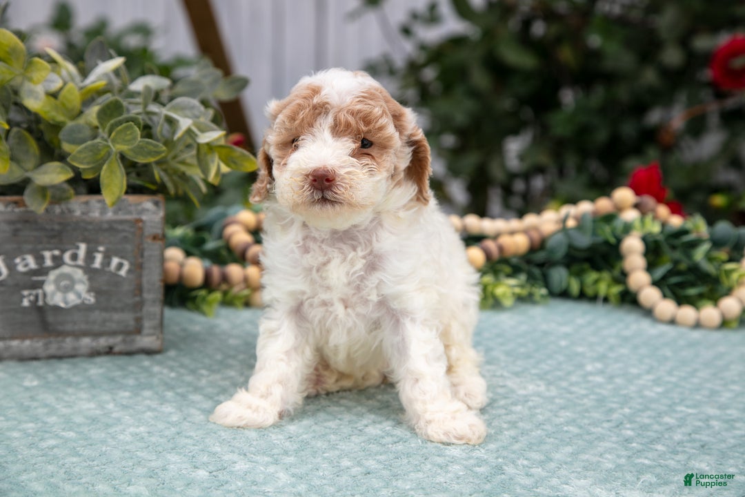 Miniature Poodle dogs for sale: Naomi - Ad 3
