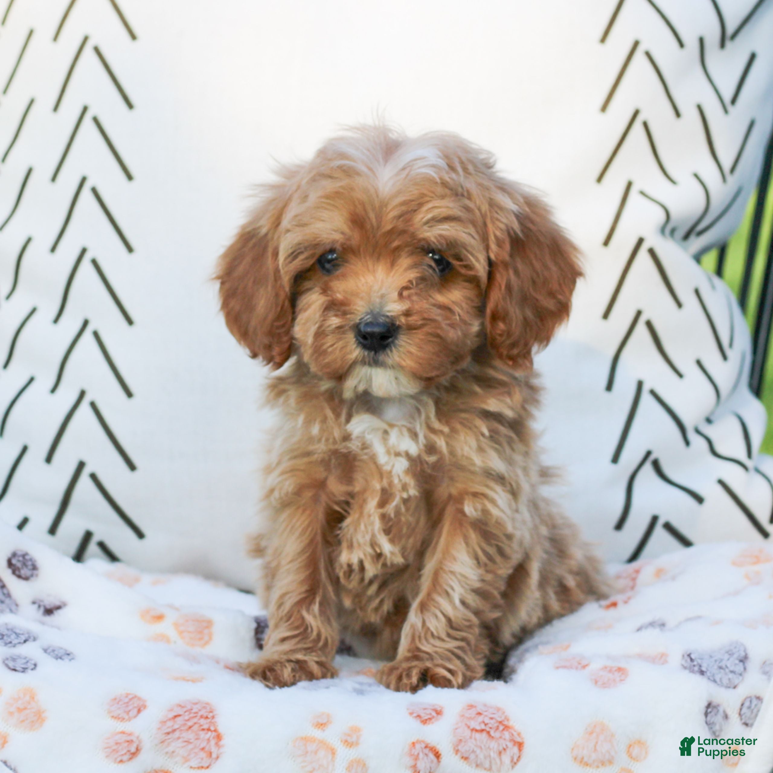 Cavapoo dogs Licorice - Ad 1