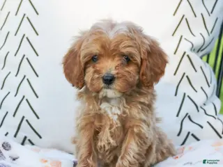 Cavapoo dogs for sale: Licorice - Ad 1