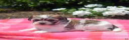 Teddy Bear dogs for sale: Bunny - Ad 4