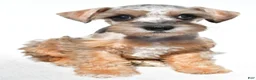 Schnoodle dogs for sale: Reba - Ad 5