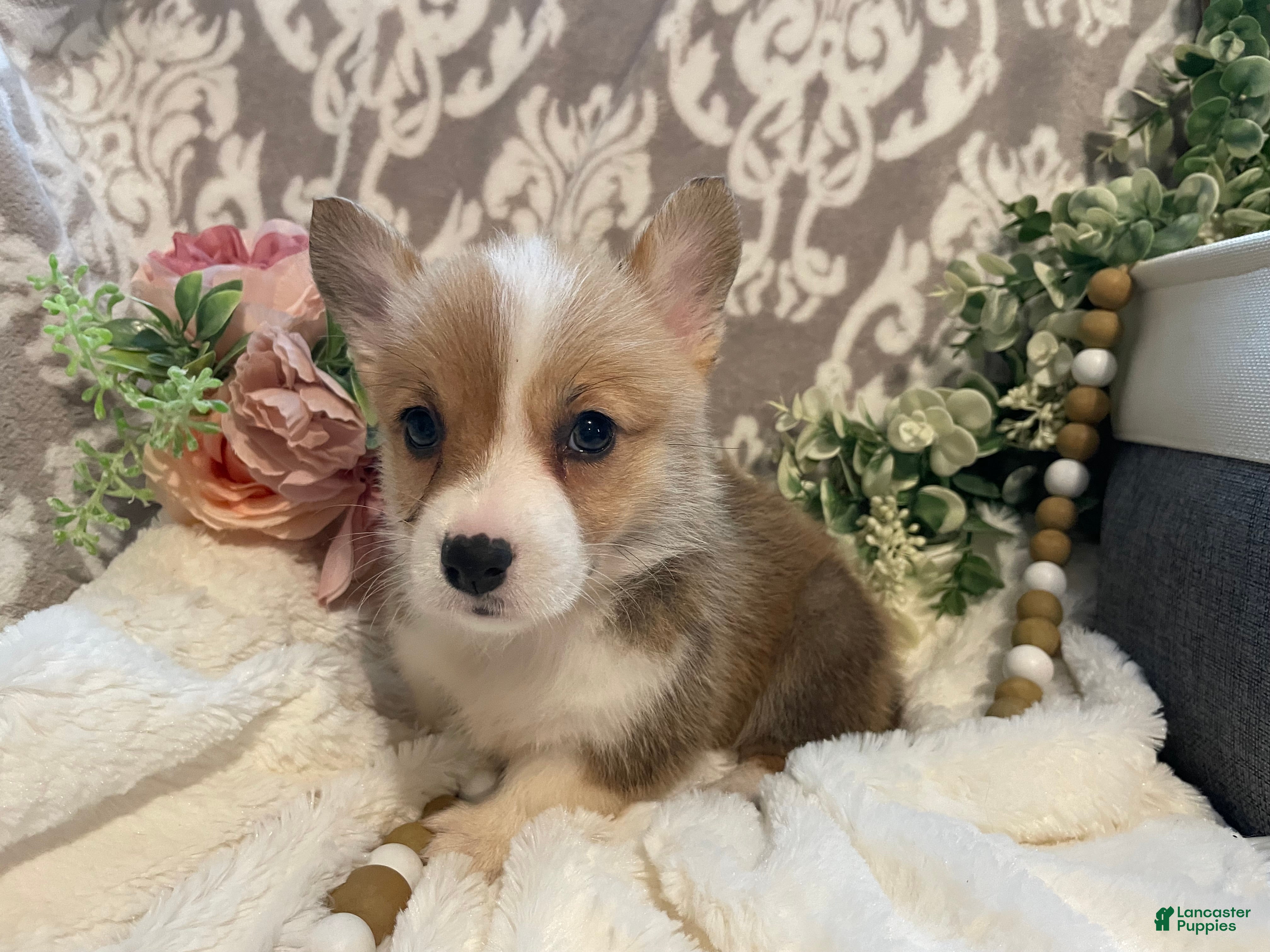 Welsh Corgi Pembroke dogs Skye - Ad 2