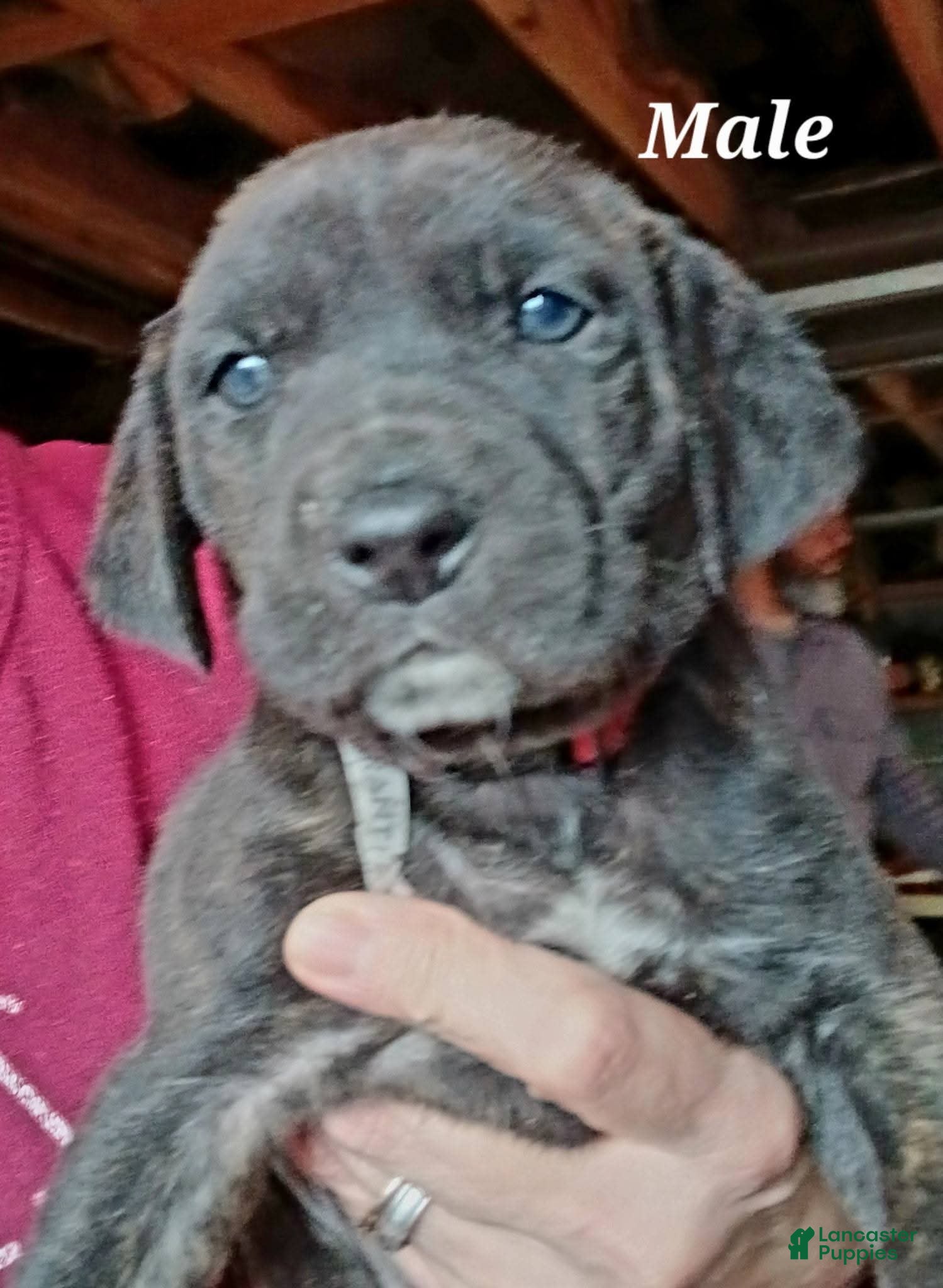 Mountain Cur dogs Mountain Cur Puppy 1 - Ad 6