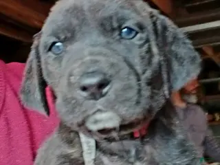 Mountain Cur dogs Mountain Cur Puppy 1 - Ad 6