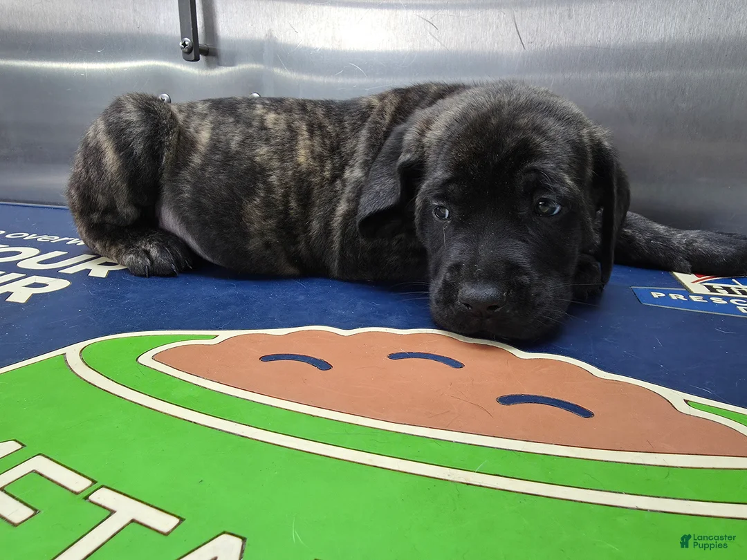 English Mastiff dogs for sale: English Mastiff Puppy 🖤 - Ad 1