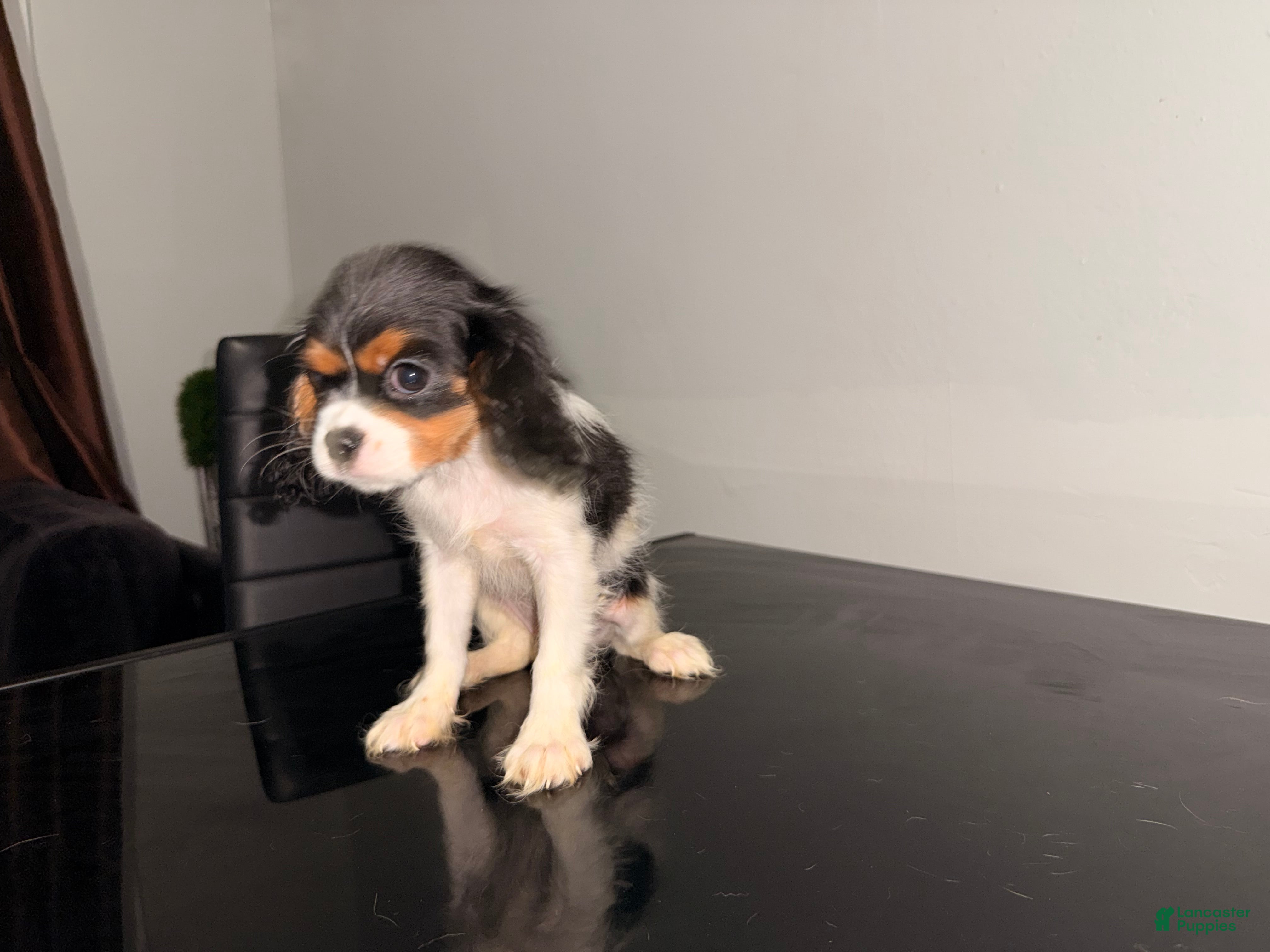 Cavalier King Charles Spaniel dogs Diamond - Ad 6