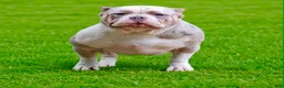 American Bully dogs for sale: American Bully 1 - Ad 2