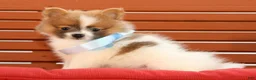 Pomeranian dogs for sale: Sawyer - Ad 6